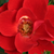 Czerwony  - Róże miniaturowe - Tara Allison